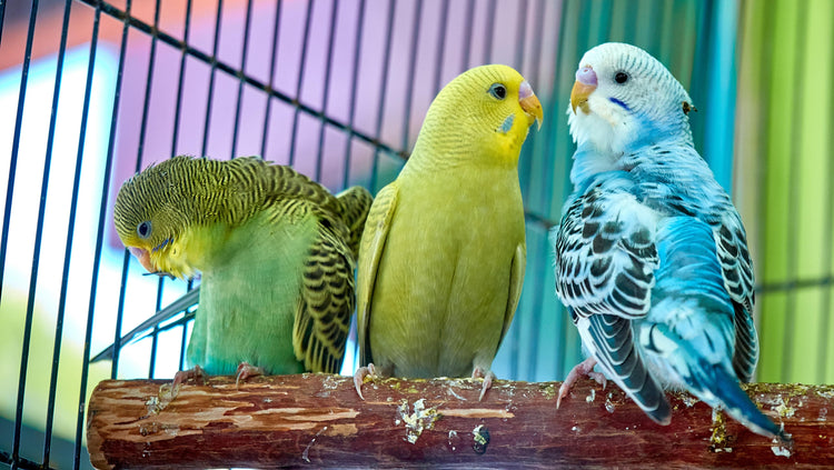 Birds