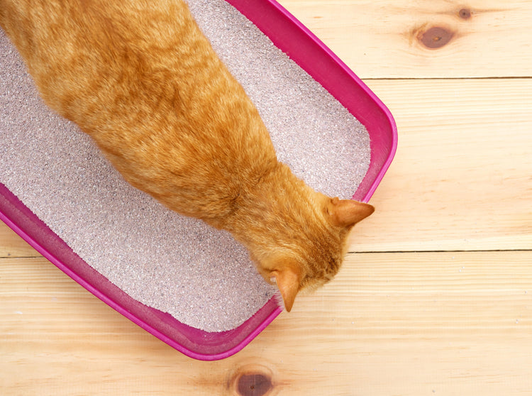 Cat Cleaning & Potty