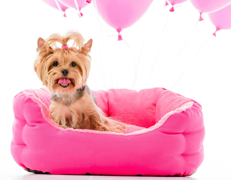 Dog Bedding