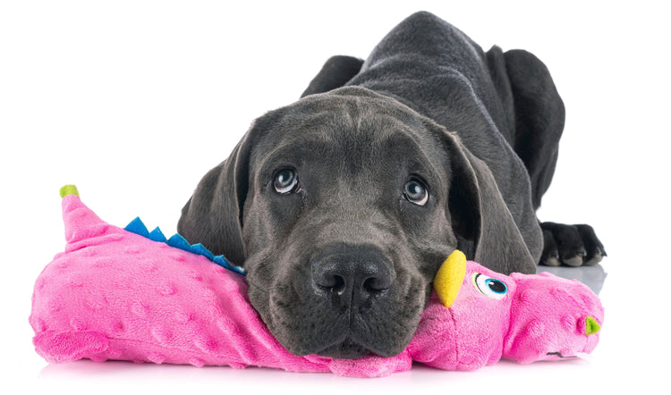 Dog Toys