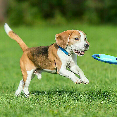 Tough Dog Toy Bundle - Whiskers & Co.