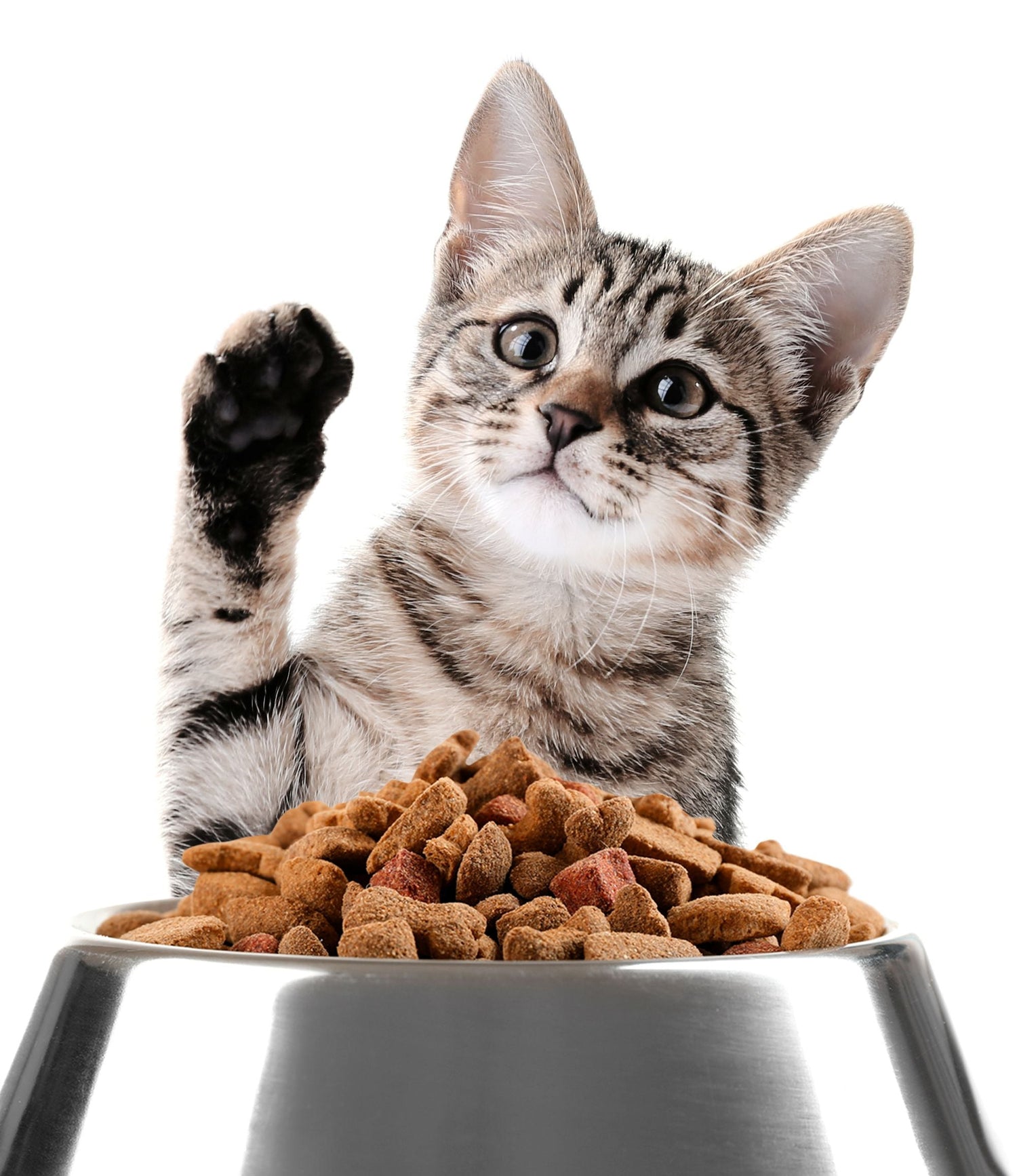 Cat Food & Water Bowls
