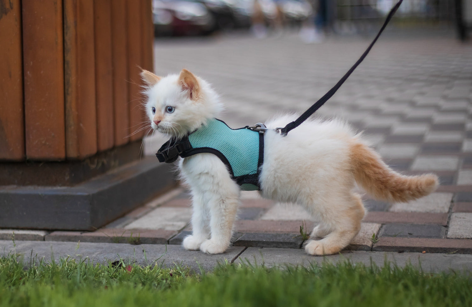 Cat Collars & Leashes