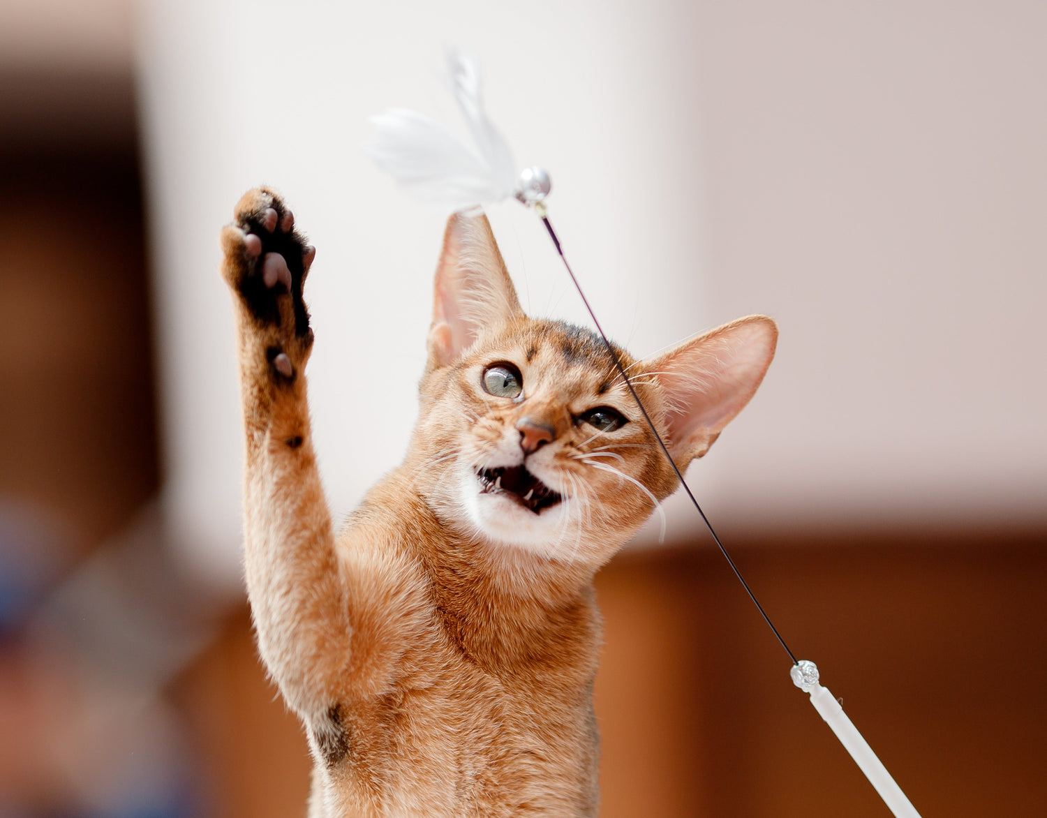 Cat Toys