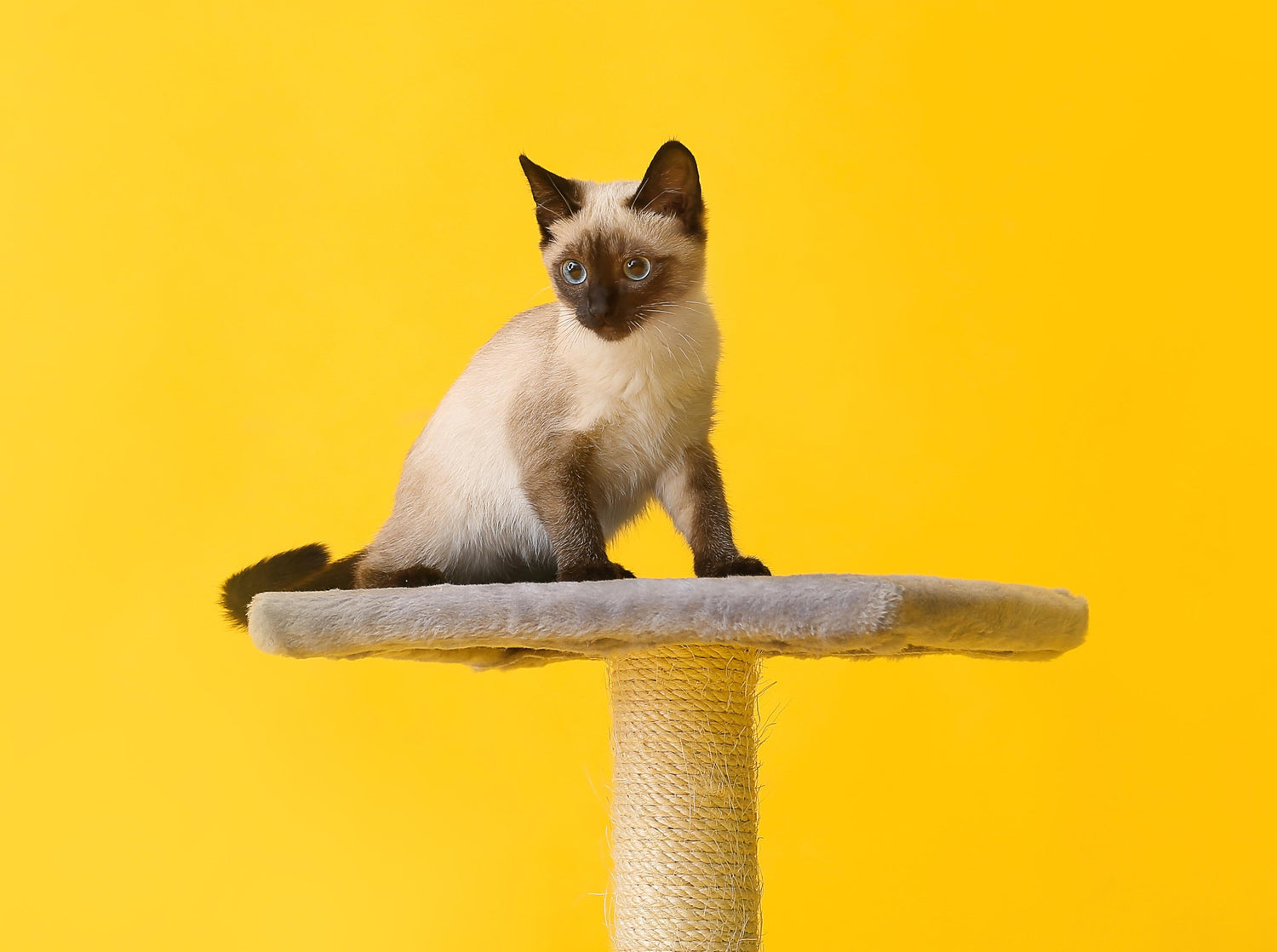 Cat Trees & Scratchers