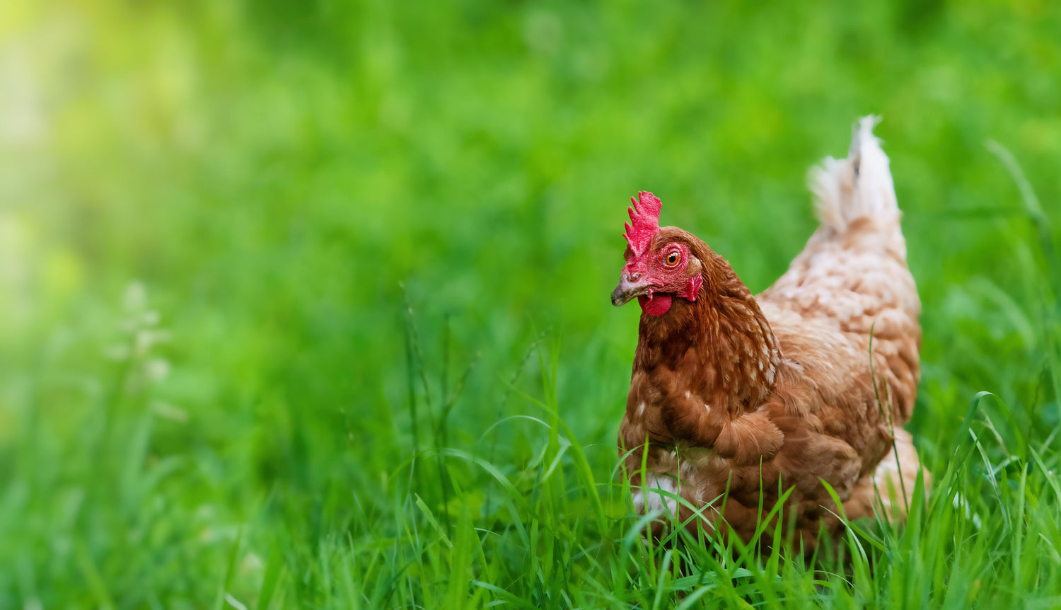 Chickens