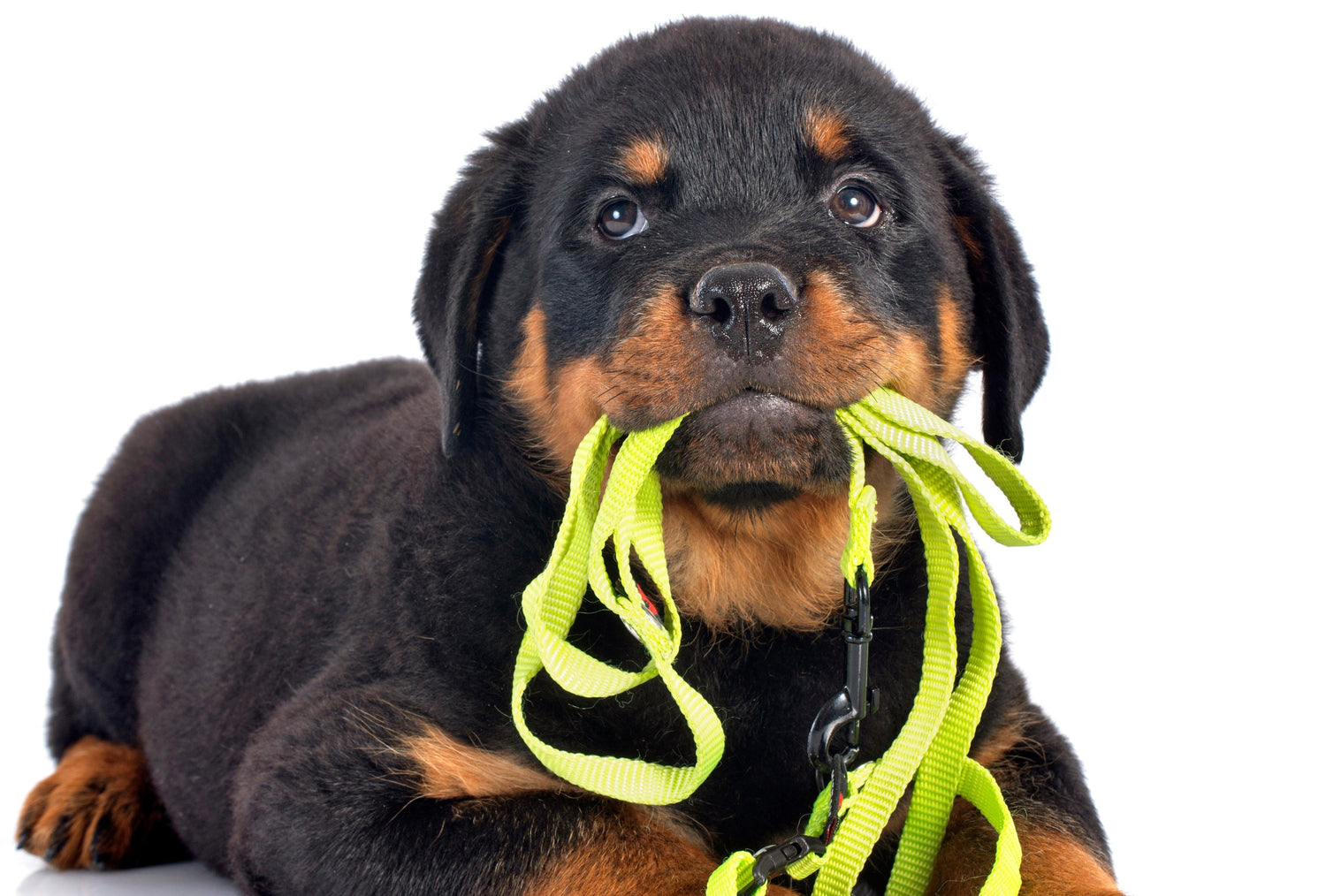 Dog Collars & Leashes