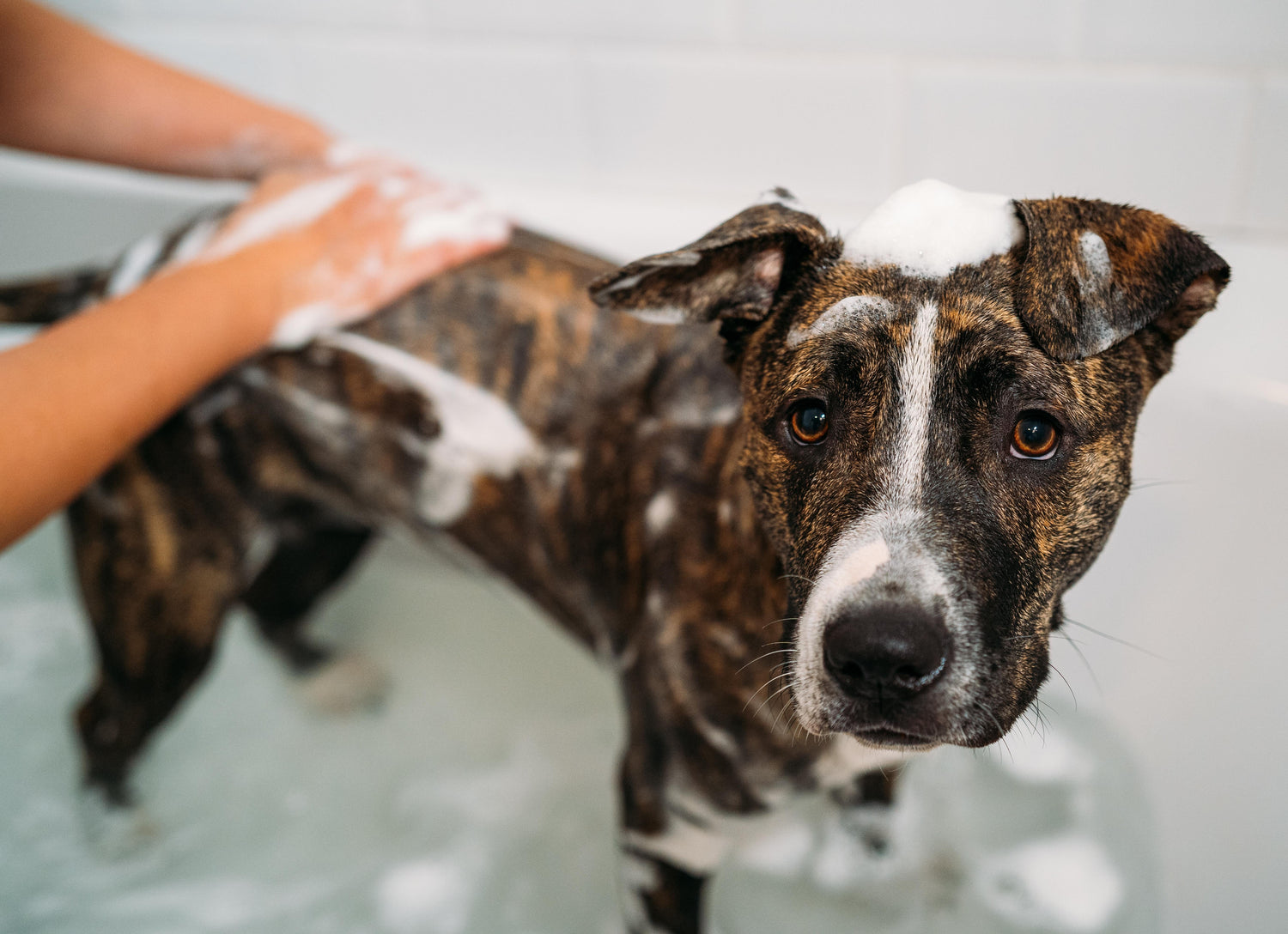Dog Grooming