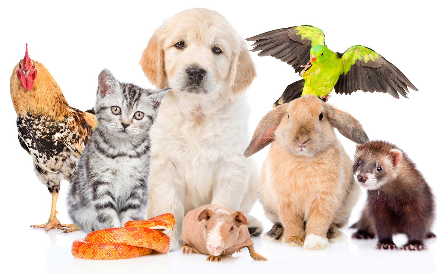 Other Animals