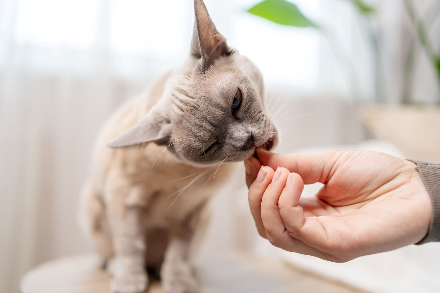 Cat Treats & Food